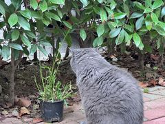 -Rabbit Cafe私房西餐甜点咖啡(栖霞路店)