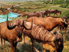 -陕西自然博物馆