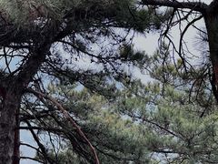 -北京西山国家森林公园