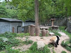 -都江堰中华大熊猫苑
