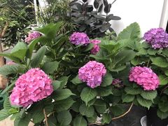 -爱尚幸福鲜花(上地实体店)