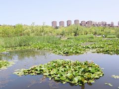 -前关湿地公园