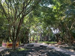 -瑞丽独树成林风景区