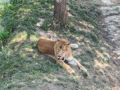 -西霞口神雕山野生动物世界