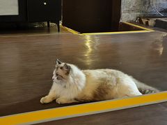 -猫岛主趣味餐厅(鼓浪屿店)