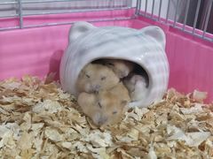 -萌兽医馆·眼科·异宠专科(三里屯店)