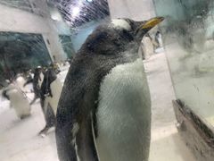 -大连圣亚海洋世界