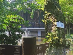 -桂湖森林公园
