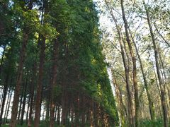 -黄海国家森林公园