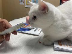 -宠颐生猫科·内科皮肤科(西平世纪城店)