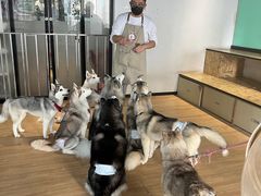 -Husky Go! 哈士奇体验馆·宠物咖啡厅狗咖