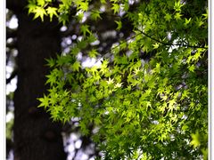 -陕西师范大学(雁塔校区)