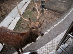 -清迈夜间动物园