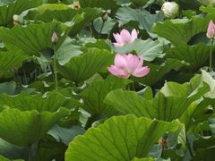 -莲池书院博物馆