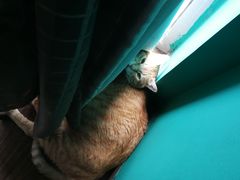 猫咪-盛天毛血旺非遗美食(观音桥店)