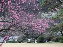 -杭州植物园