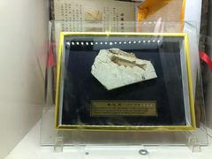 -中国西峡恐龙遗迹园