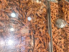 -乔波食品(杜桥中心菜场店)