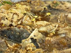 -渝宴纸包鱼(清江浦万达店)