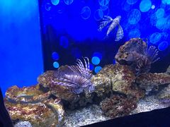 -芜湖新华联大白鲸海洋公园