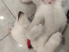 -柴犬小屋·柴餐厅·狗咖食堂(金鼎广场店)