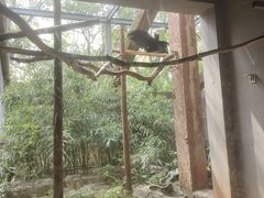 -鸡鸣汤包(红山动物园店)