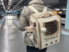 -三花喵·撸猫购宠·宠物生活馆(虹桥南丰城店)
