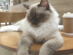 -藏猫猫咖啡主题馆(中央大道店)