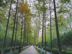 -合肥滨湖国家森林公园