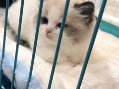 -唐小姐の猫狗洗护·购宠旗舰店(周浦万达店)