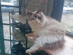 -豆逗聊愈猫阁Easy Life