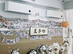 -星多哈·狗咖·拼豆·咖啡