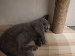 -猫友咖啡店(玉林西路店)