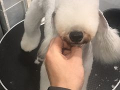 -1013 PET SHOP 宠物商店(近铁城市广场店)
