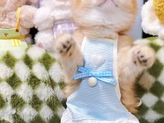 -欣宠猫屋·矮脚拿破仑·蓝金金渐层