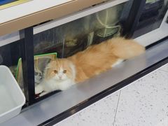 -喵园·猫主题咖啡厅·撸猫·猫咖(国贸店)