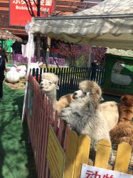 -萌宠亲子动物乐园(槐房万达店)