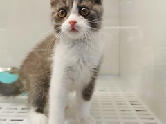-lincat·猫舍(广州店)