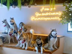 -Husky Go! 哈士奇体验馆·宠物咖啡厅狗咖