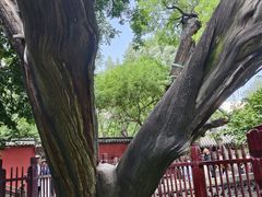 -晋祠公园