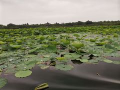 -上海海湾国家森林公园