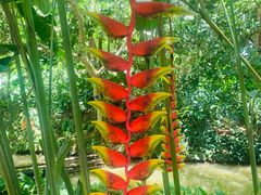 -中国科学院西双版纳热带植物园