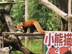 -广州动物园