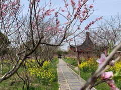 -南汇桃花村