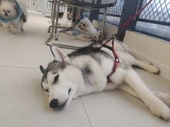 -怪兽屋·羊驼·猫咖·狗咖(俊华广场店)