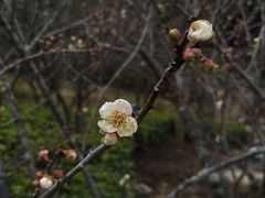 -广州市流溪河国家森林公园