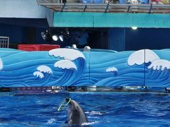 -海合安成都极地海洋公园