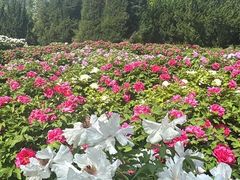 -济南植物园