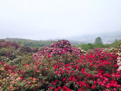 -贵州百里杜鹃风景名胜区