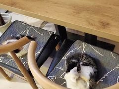 -平行世界·猫咖(首经贸店)